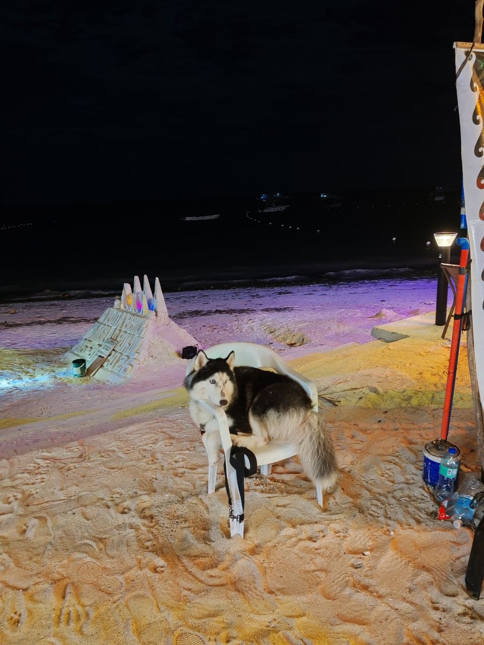 Хаски на стуле у песочного замка ночью на Alona Beach
